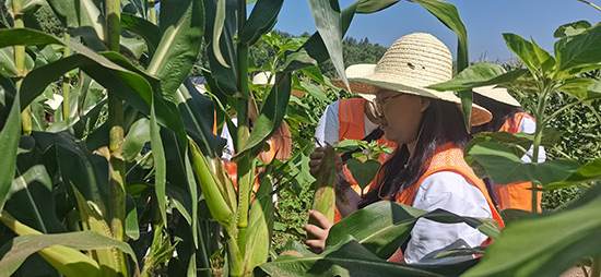 北京工商大學(xué)組織學(xué)生開展暑期社會(huì)實(shí)踐。學(xué)校供圖