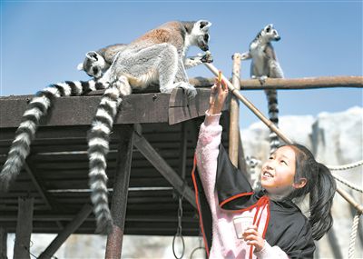 小學(xué)生與環(huán)尾狐猴互動。張進(jìn)剛攝