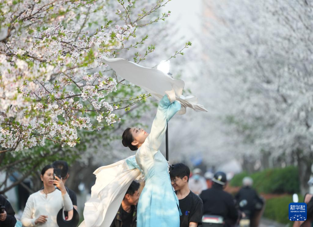 杭州：櫻花跑道引客來(lái)