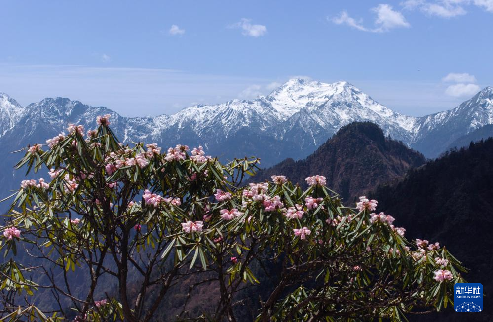 四川平武：千畝高山杜鵑花開迎客來