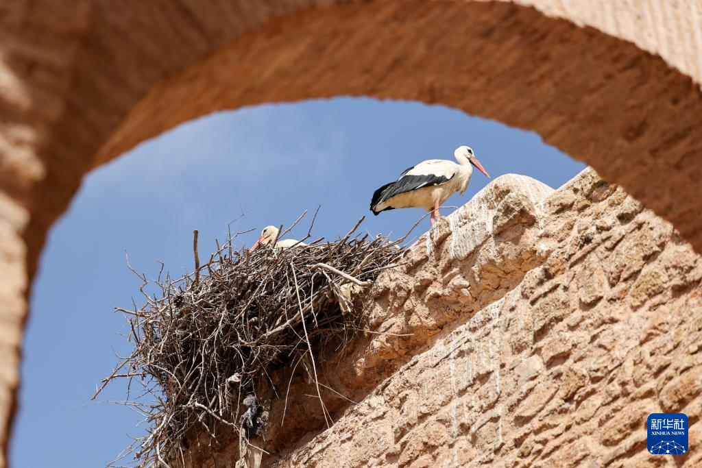 探訪摩洛哥舍拉考古遺址
