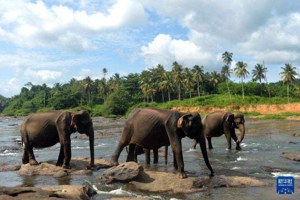 斯里蘭卡的大象孤兒院
