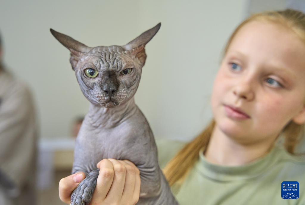 符拉迪沃斯托克舉辦名貓展