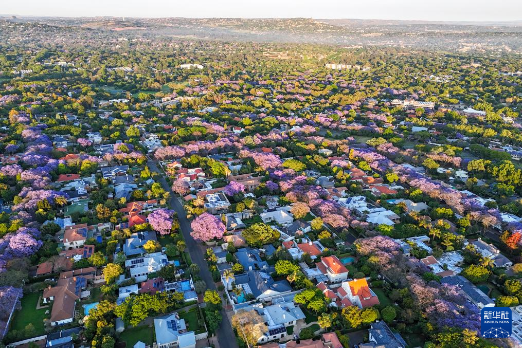 南非約翰內(nèi)斯堡：藍花楹盛開