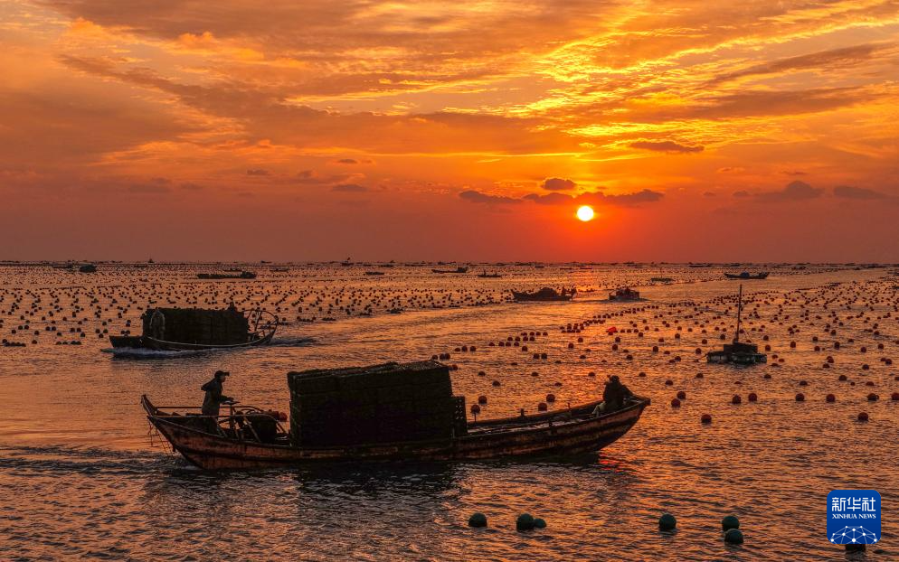 山東榮成：鮑魚收獲忙