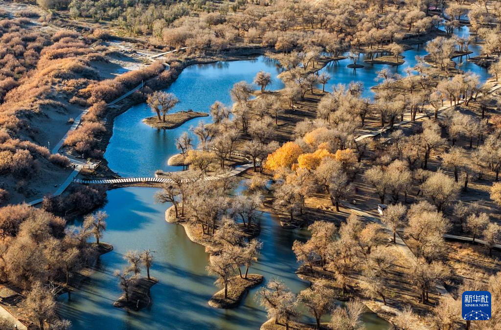 額濟(jì)納：晚秋胡楊美
