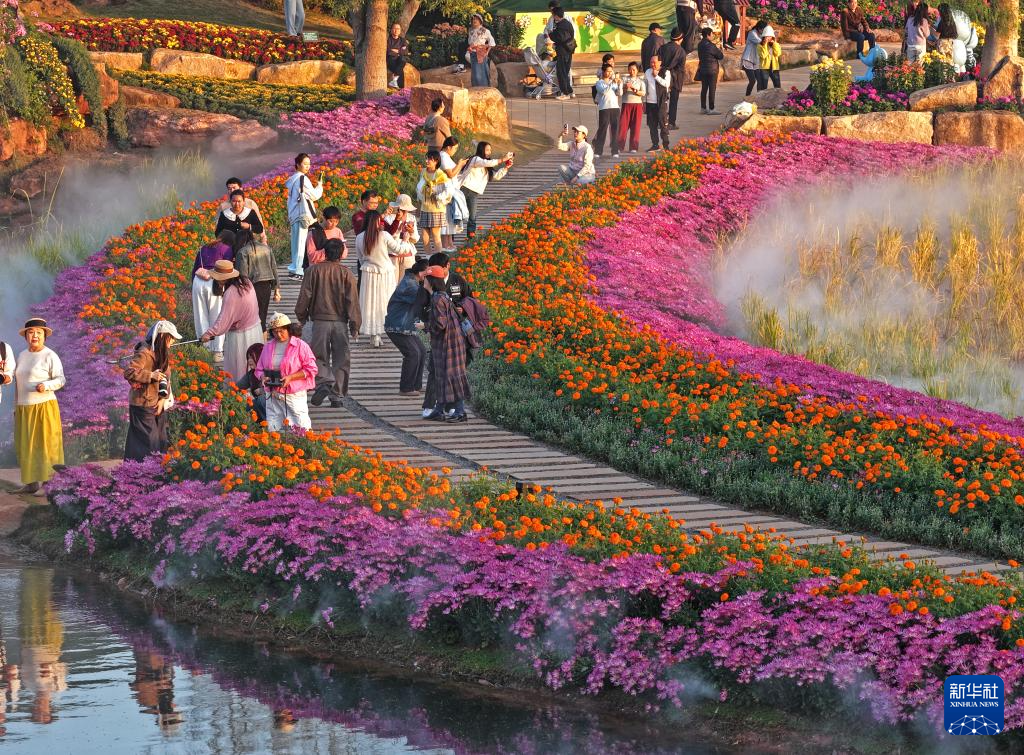 冬日暖陽映花俏