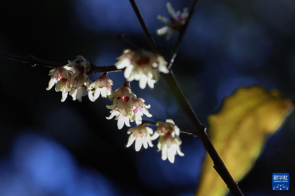 京西臥佛寺：臘梅凌寒開