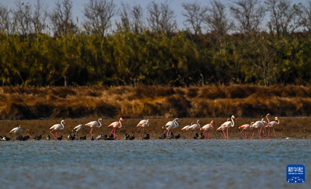 江蘇東臺：火烈鳥飛抵條子泥濕地越冬