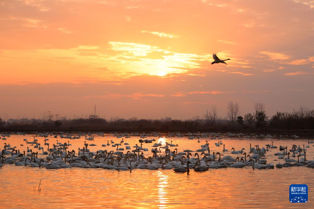 生態(tài)修復(fù)引候鳥 東古湖畔觀鳥熱