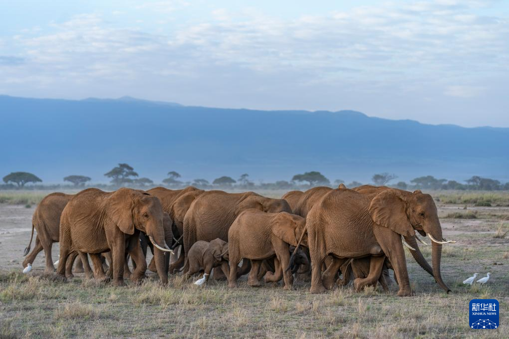 探訪肯尼亞安博塞利國家公園