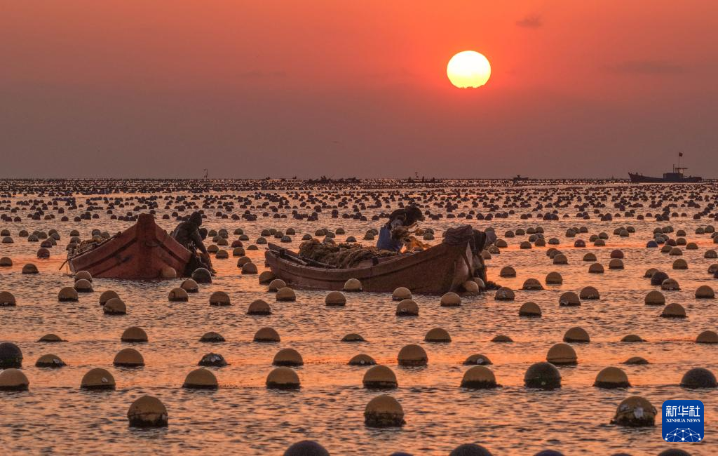 山東榮成：收獲小海帶 供應春節(jié)市場