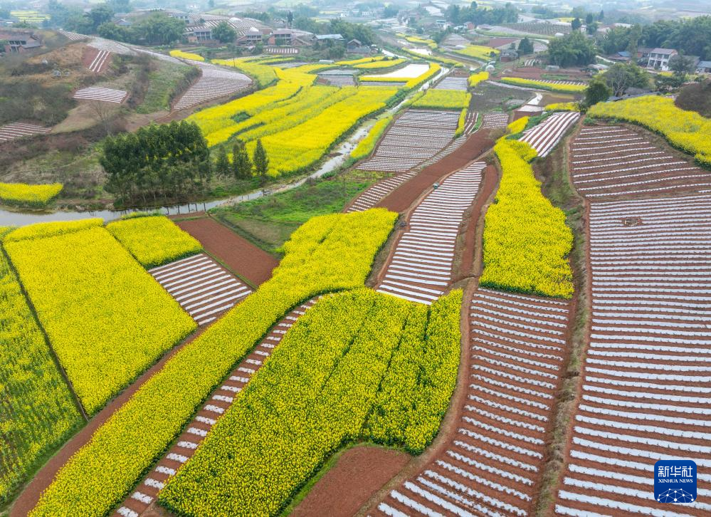 四川榮縣：樂(lè)德紅土地 春日調(diào)色板
