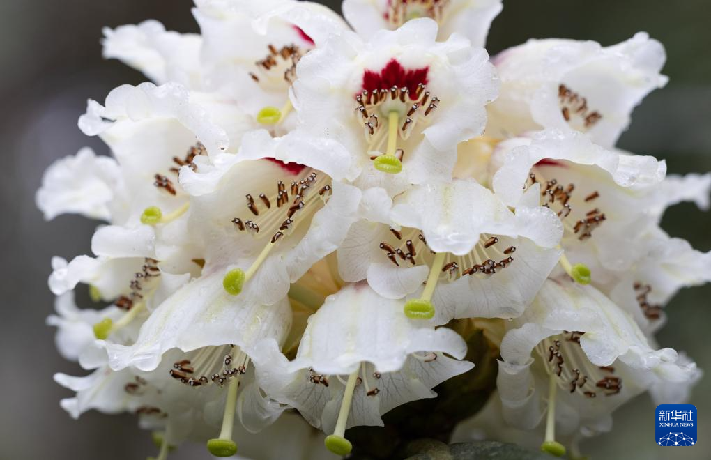 四川都江堰：人工培育29年的珍貴高山杜鵑首次開花